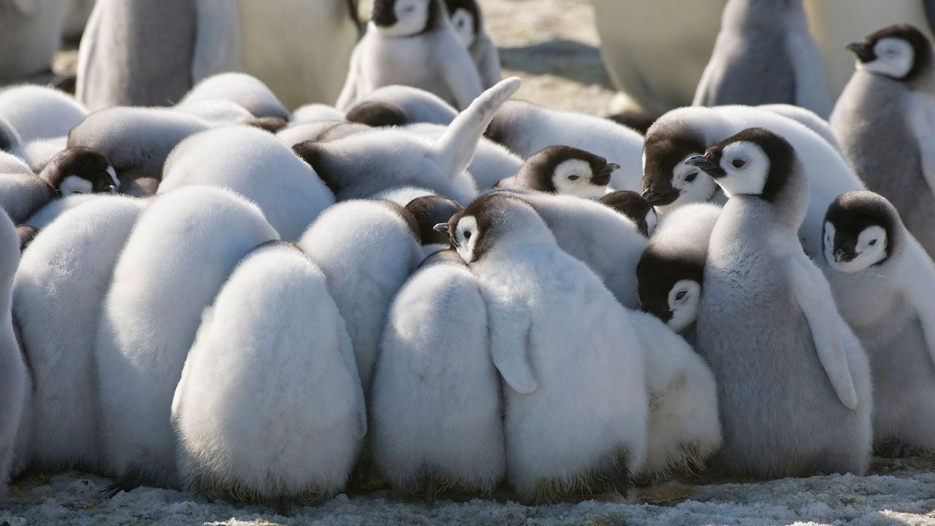 Penguin Poop Provides Essential Nutrients For New Terrestrial Life In Antarctica